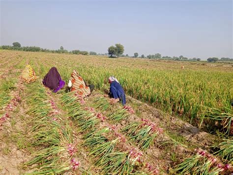 For this onion farmer, perseverance is key to success.